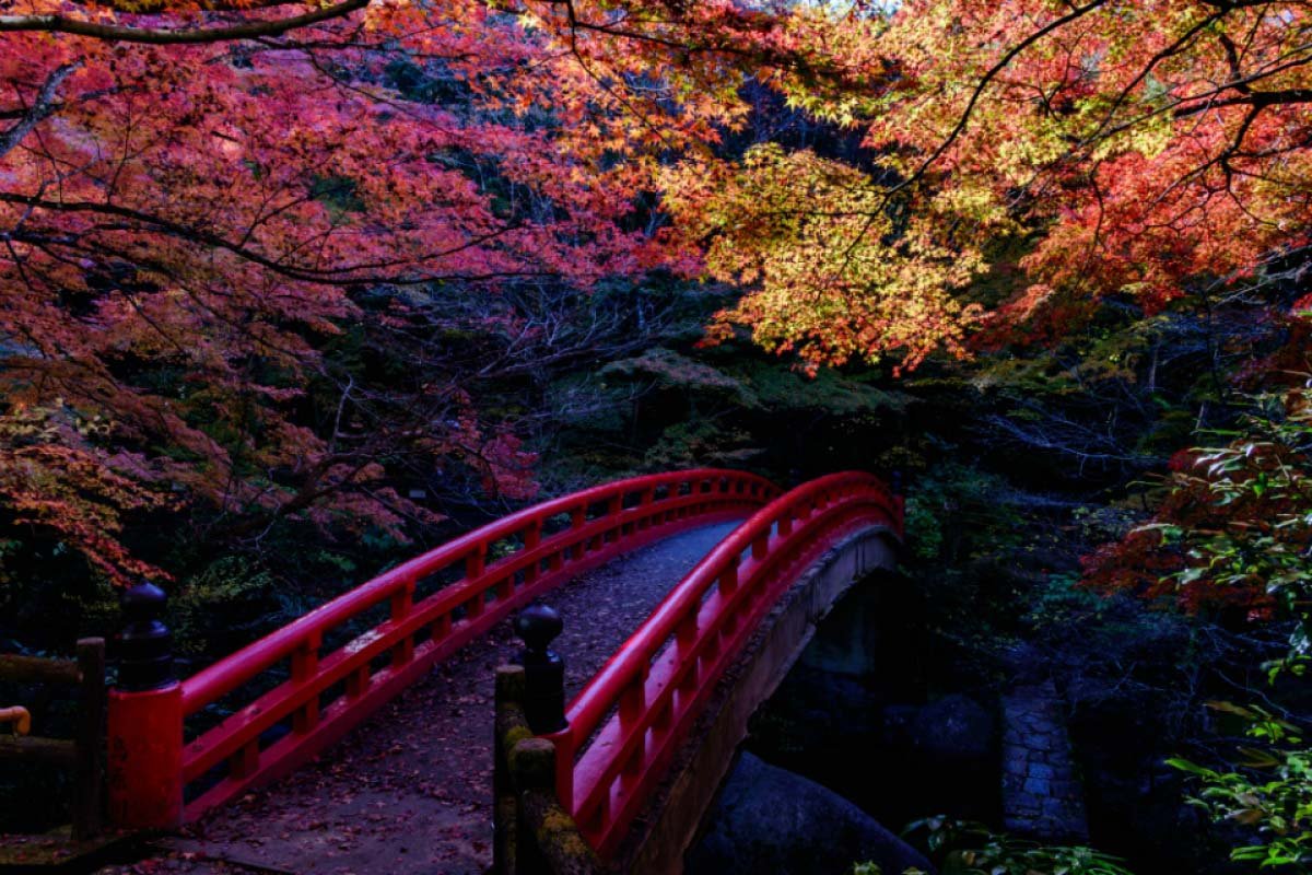 🏞️ 이와야도 공원 (이와야도코엔) 이미지 11